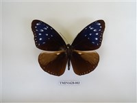 藏品(異紋紫斑蝶)的圖片